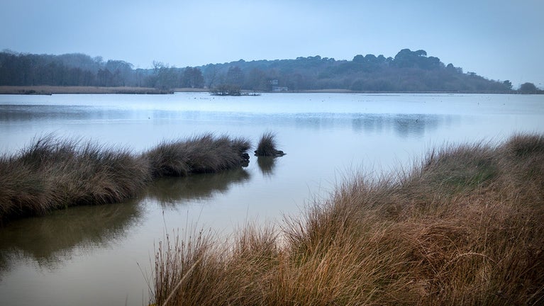 The lagoon behind Agent's House, Brownsea Island, Poole, Dorset